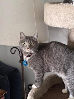 Enlarge Launi, a Adoptable mixed breed in Salt Lake City, UT image 5/5