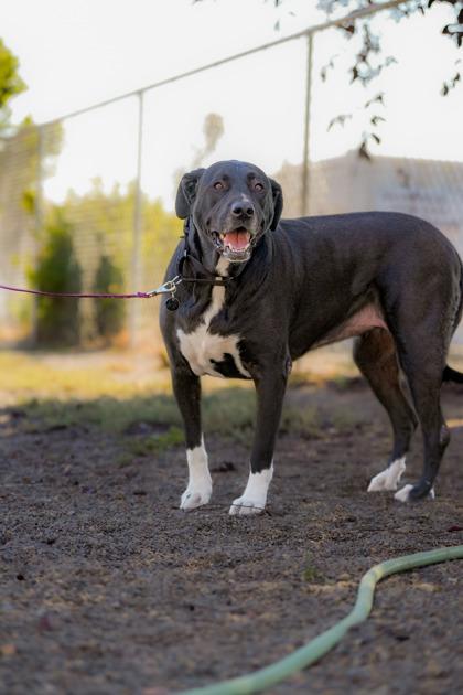 Lucy, ADOPTABLE, Adult Female Black Labrador Retriever & Great Pyrenees.