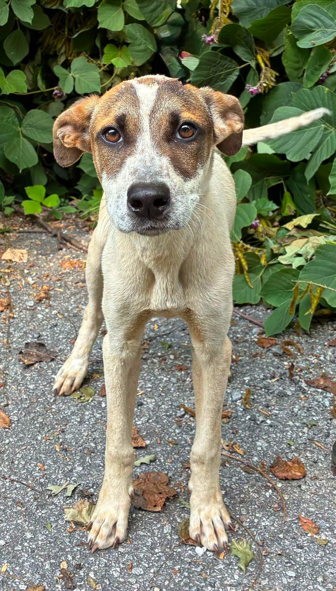Roosevelt, Adoptable, Adult Male Terrier.