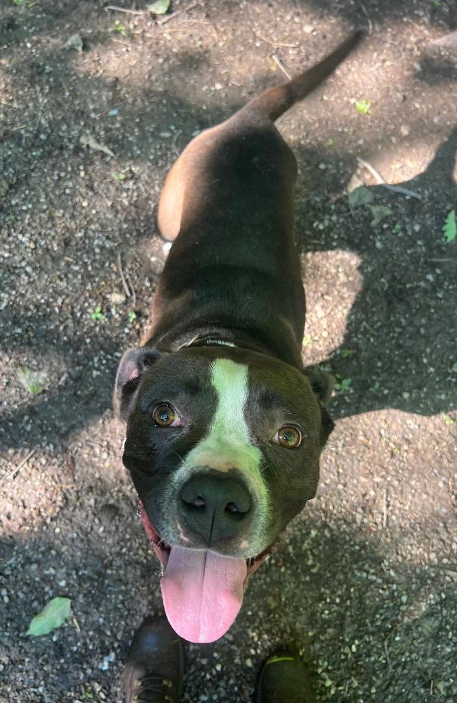 Enlarge Gypsy, a Adoptable Pit Bull Terrier in Saint Clairsville, OH image 2/5