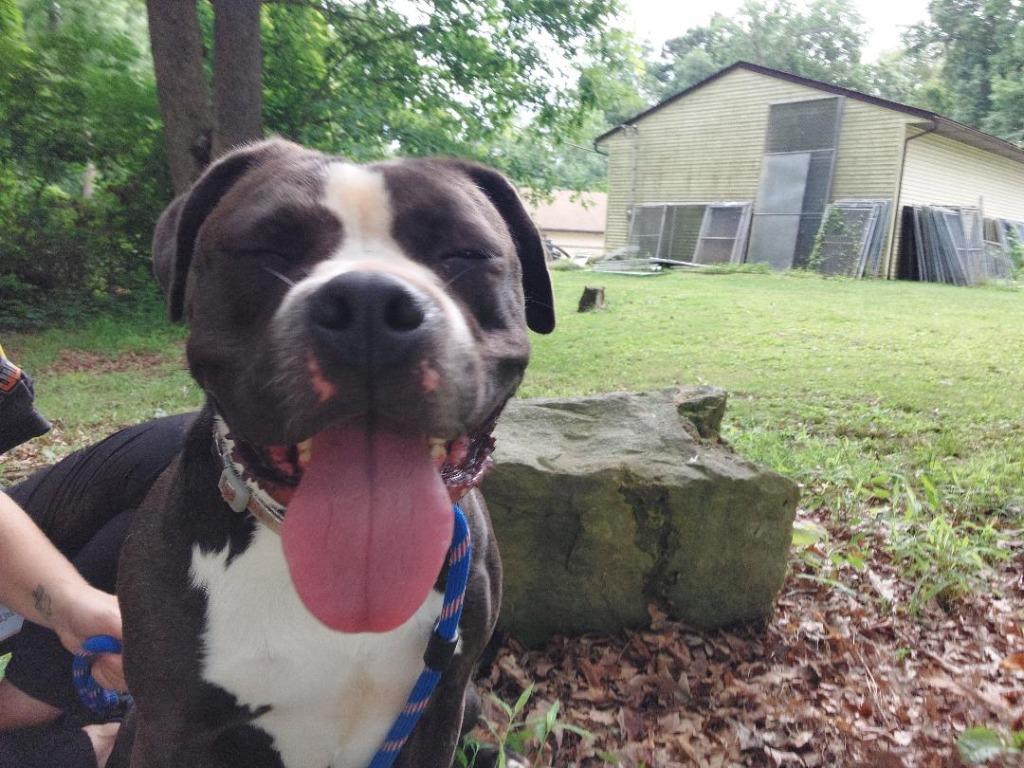 Enlarge Gypsy, a Adoptable Pit Bull Terrier in Saint Clairsville, OH image 3/5