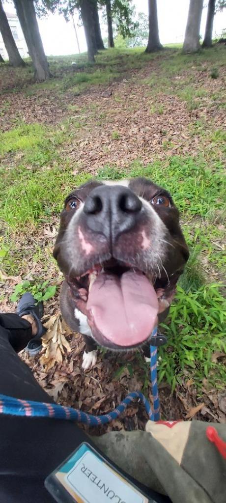 Enlarge Gypsy, a Adoptable Pit Bull Terrier in Saint Clairsville, OH image 3/5