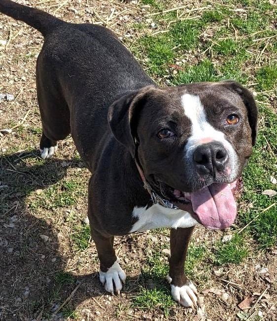 Enlarge Gypsy, a Adoptable Pit Bull Terrier in Saint Clairsville, OH image 4/5