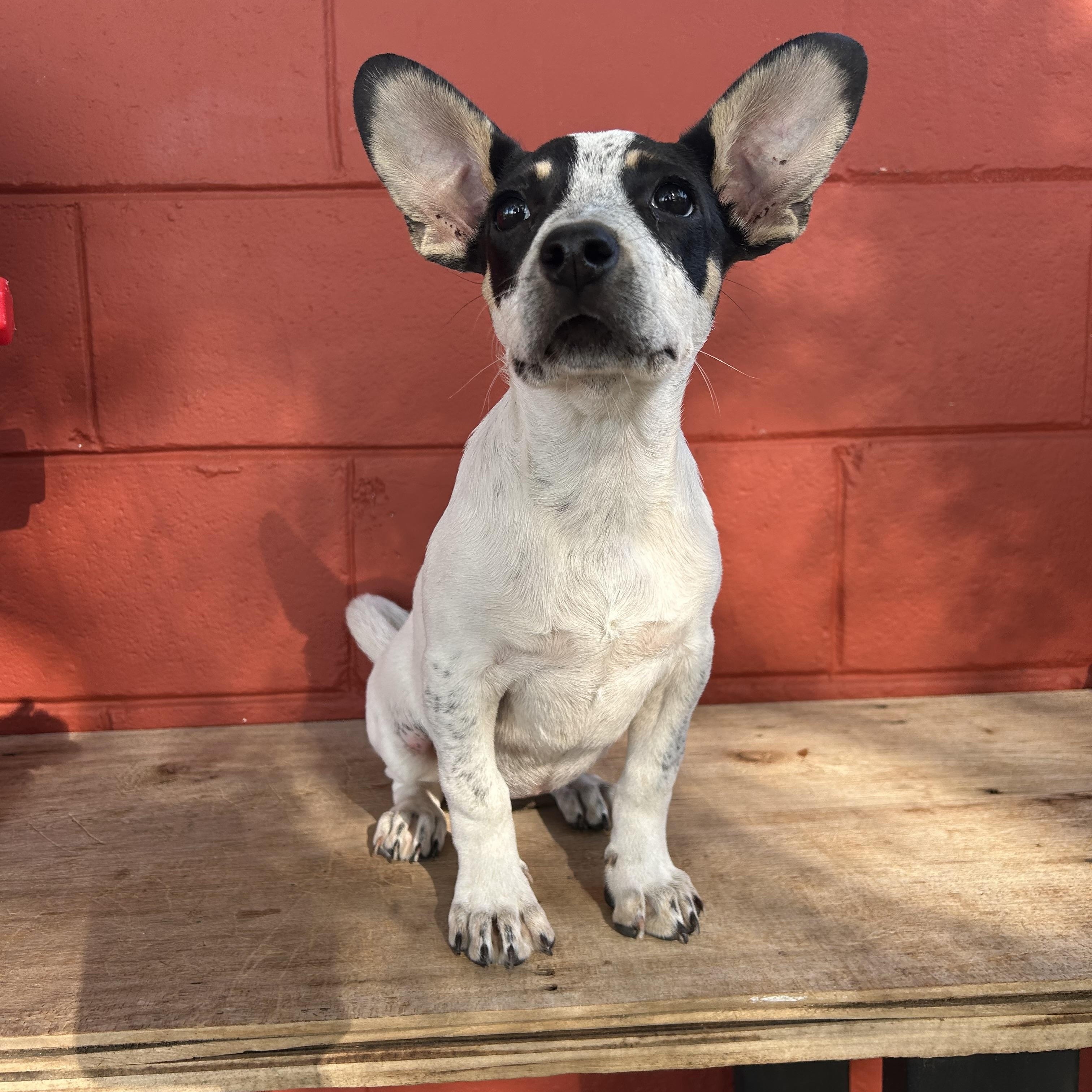 Enlarge Tink, an adoptable mixed breed in Pensacola, FL image 1/5