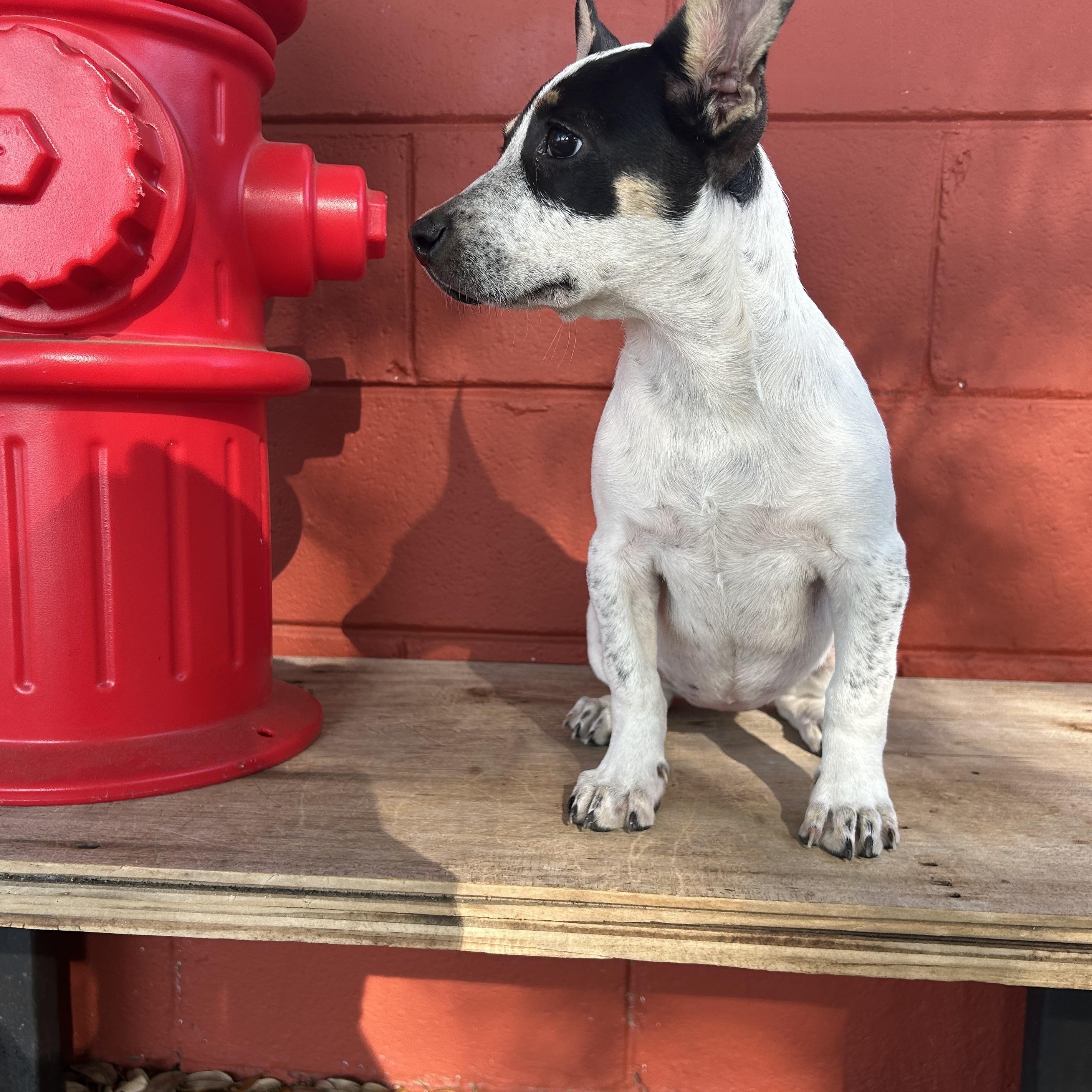 Enlarge Tink, an adoptable mixed breed in Pensacola, FL image 5/5