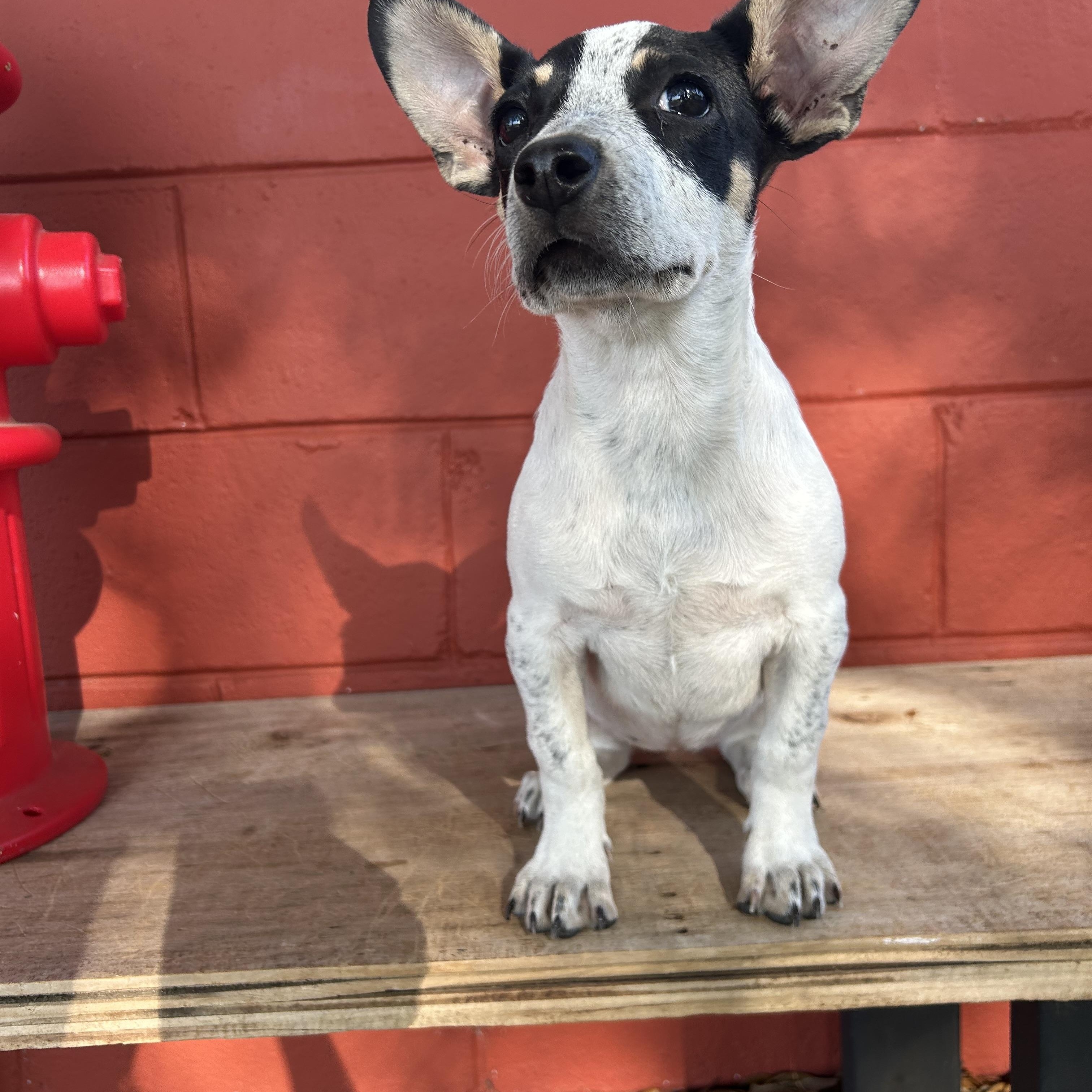 Enlarge Tink, an adoptable mixed breed in Pensacola, FL image 3/5