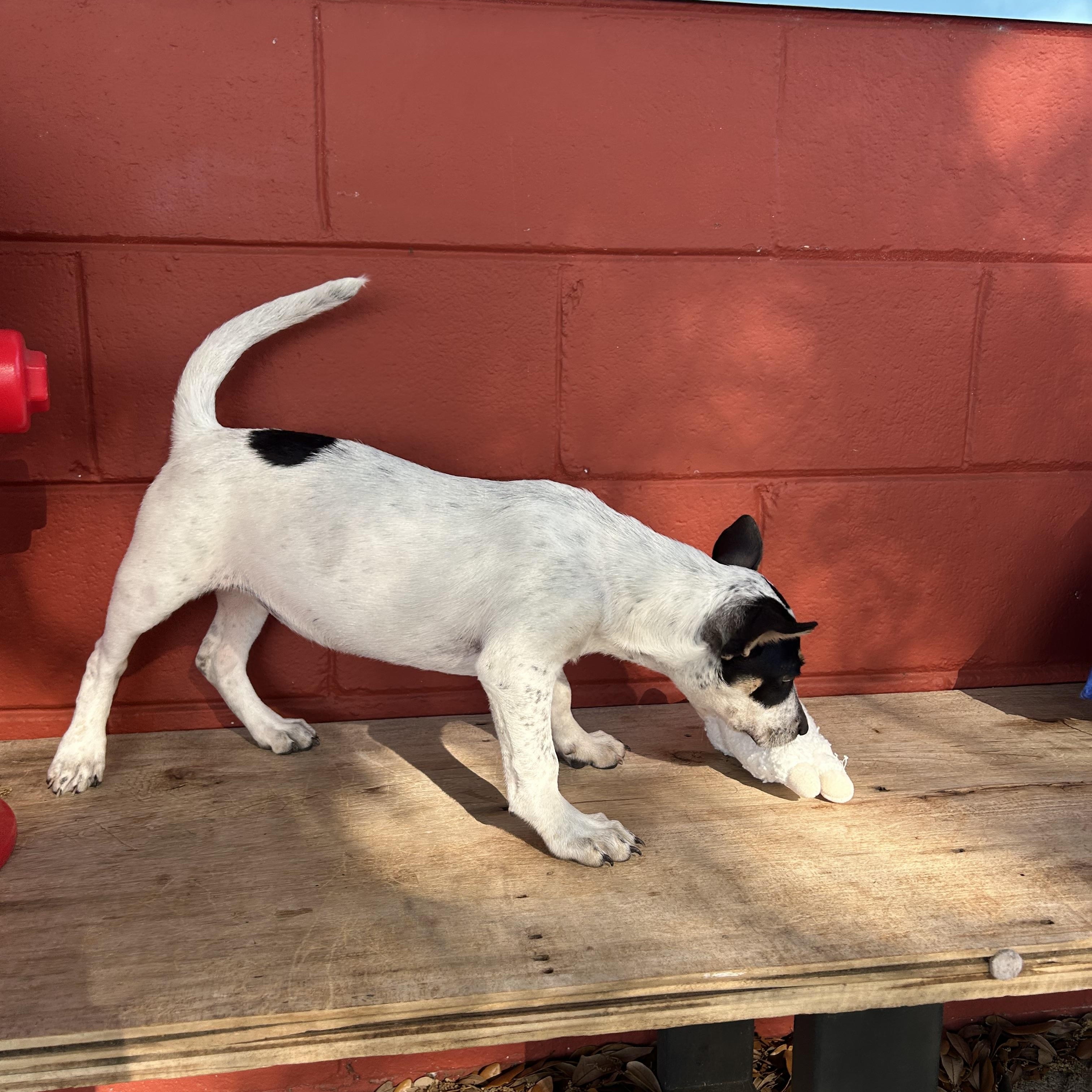 Enlarge Tink, an adoptable mixed breed in Pensacola, FL image 4/5