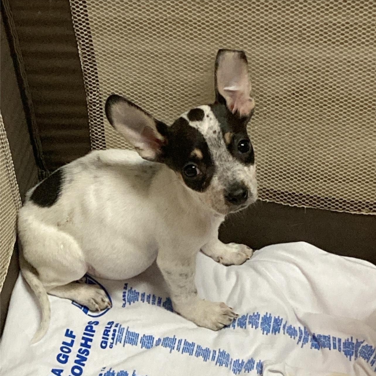 Enlarge Tink, a Adoptable mixed breed in Pensacola, FL image 1/1