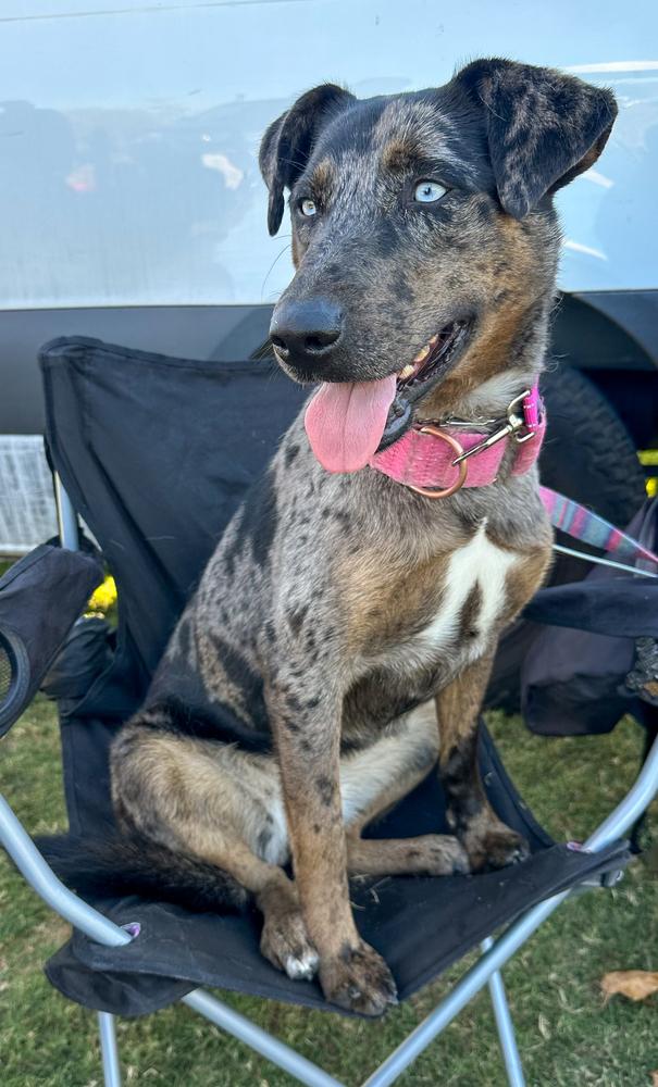 Sabor, Adoptable, Adult Female Catahoula Leopard Dog & Australian Cattle Dog / Blue Heeler.