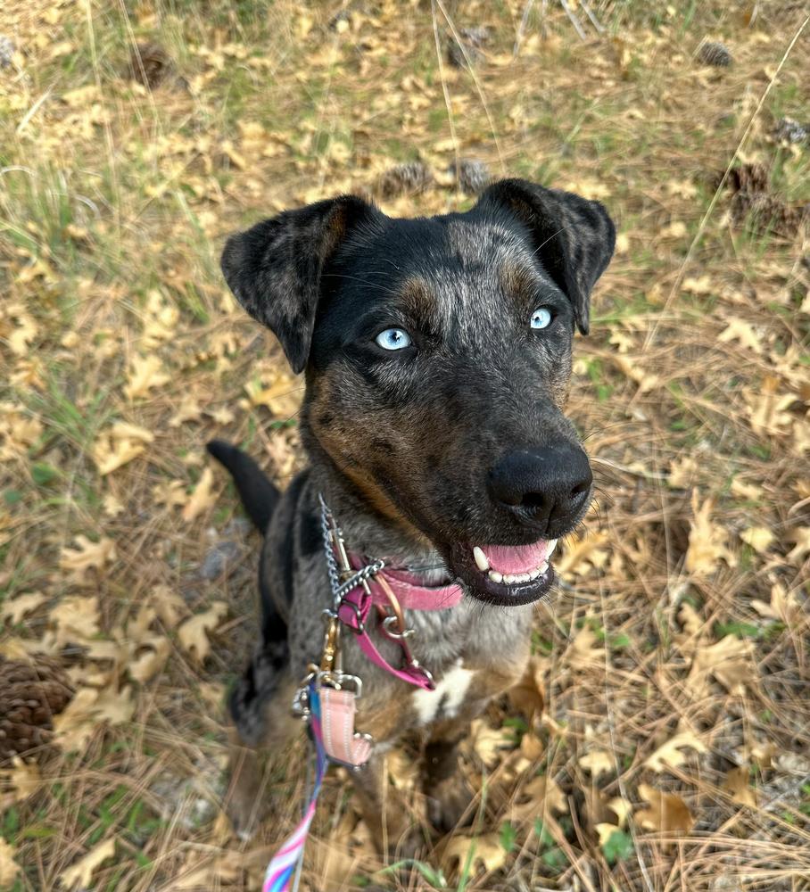 Enlarge Sabor, a Adoptable mixed breed in Jamul, CA image 2/6