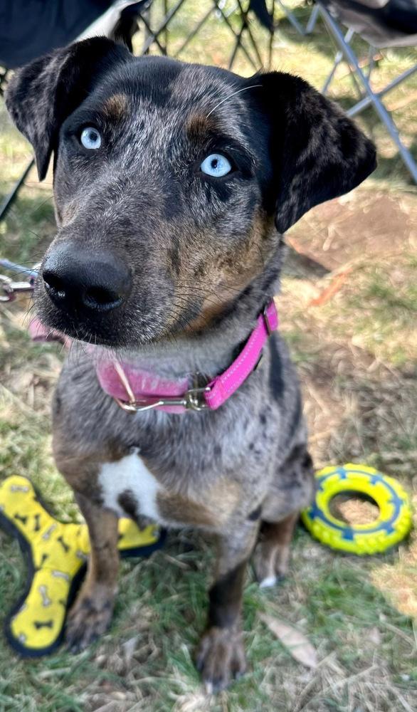 Sabor, Adoptable, Adult Female Catahoula Leopard Dog & Australian Cattle Dog / Blue Heeler.