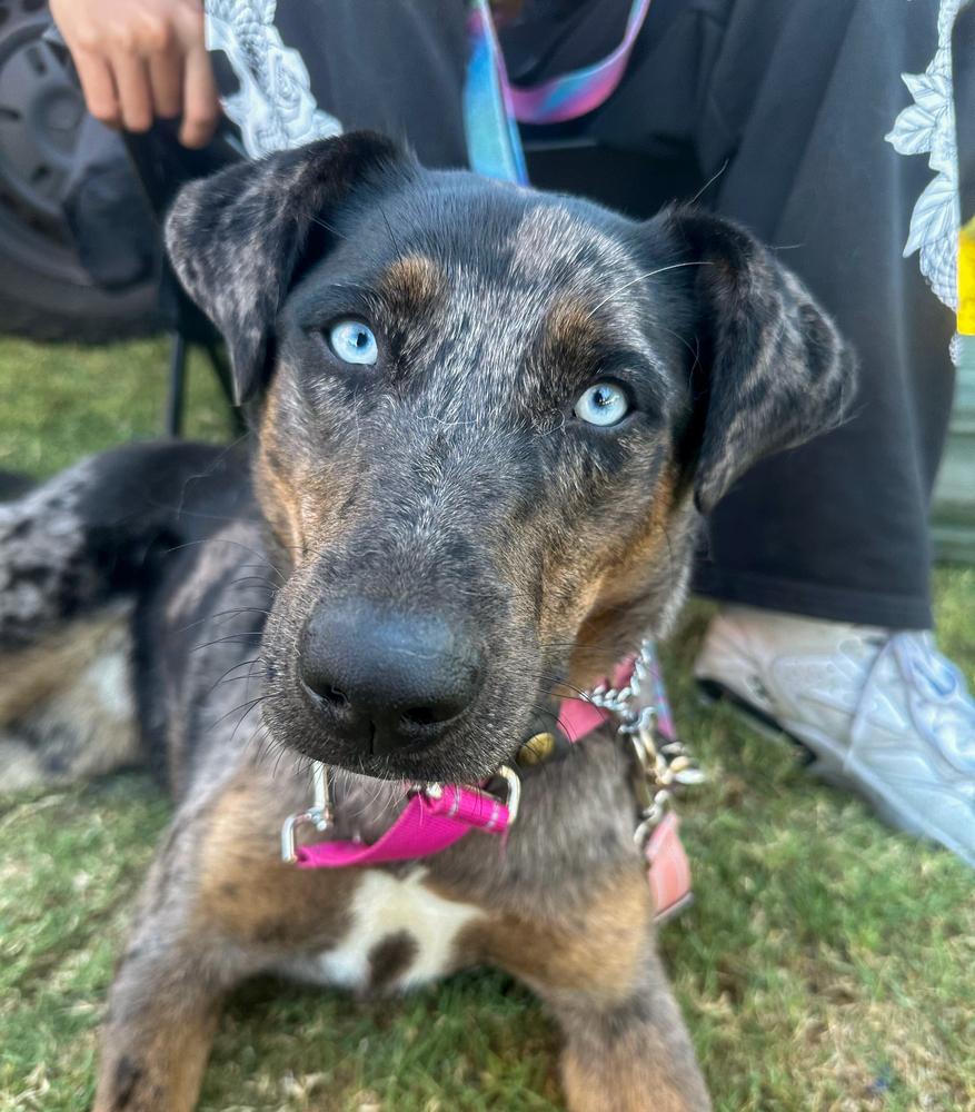 Enlarge Sabor, a Adoptable mixed breed in Jamul, CA image 3/6