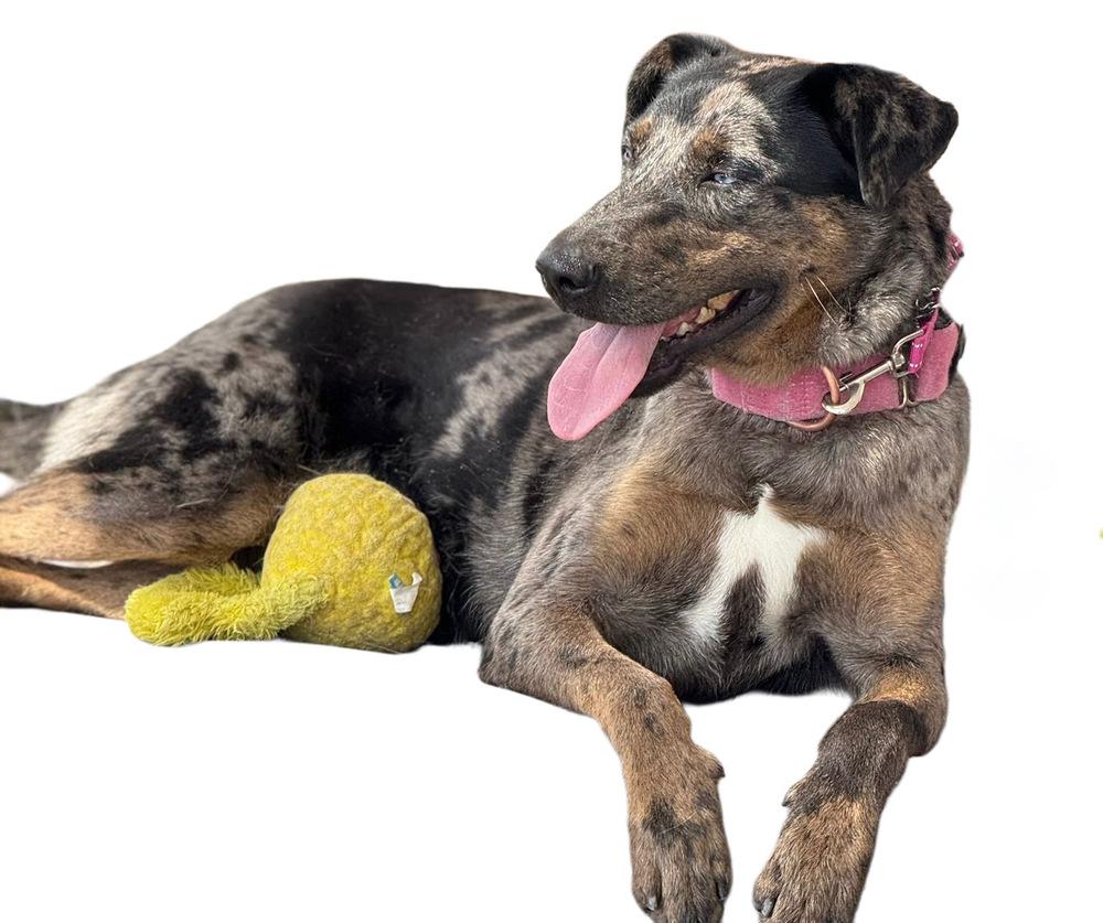 Enlarge Sabor, a Adoptable mixed breed in Jamul, CA image 2/6