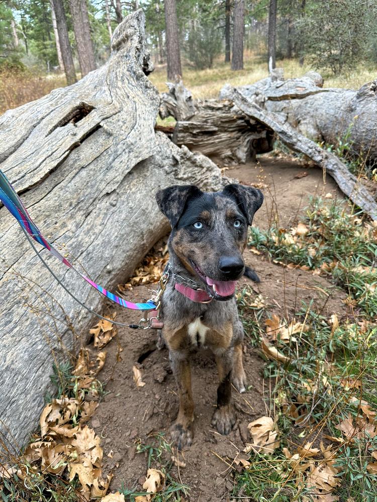 Enlarge Sabor, a Adoptable mixed breed in Jamul, CA image 4/6