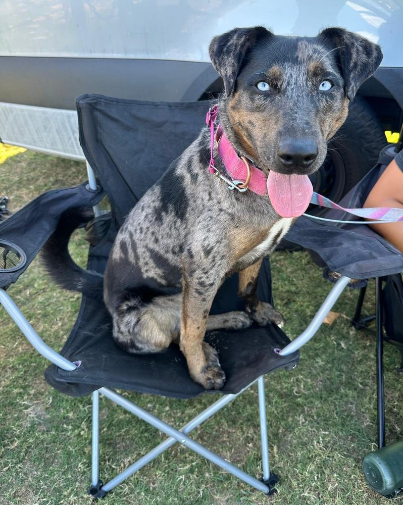 Enlarge Sabor, a Adoptable mixed breed in Jamul, CA image 3/6
