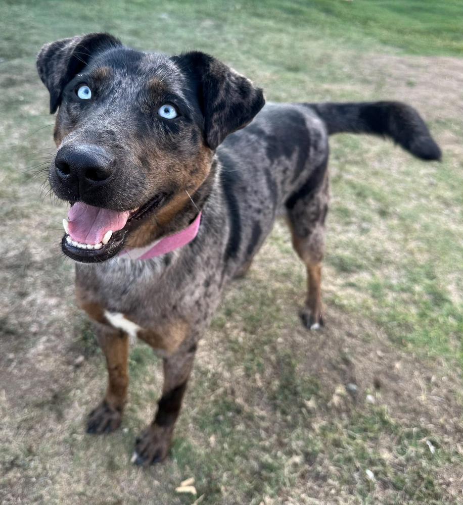 Enlarge Sabor, a Adoptable mixed breed in Jamul, CA image 5/6