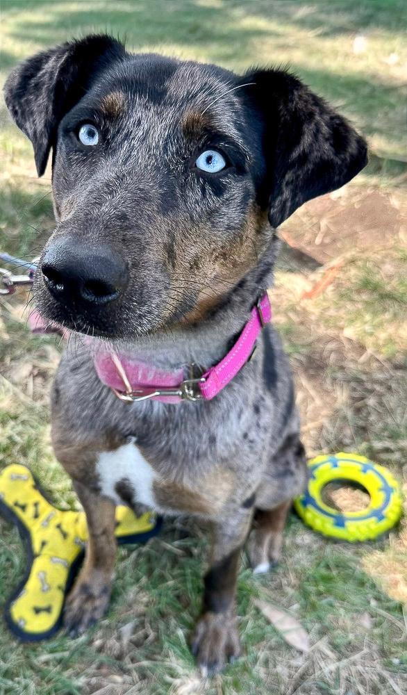 Enlarge Sabor, a Adoptable mixed breed in Jamul, CA image 6/6