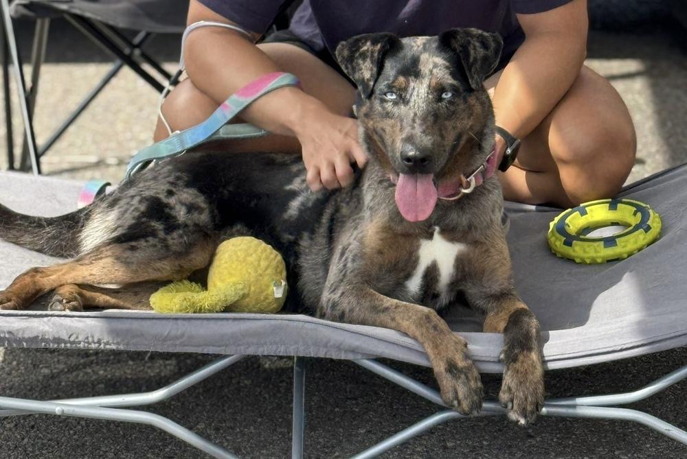 Enlarge Sabor, a Adoptable mixed breed in Jamul, CA image 4/6
