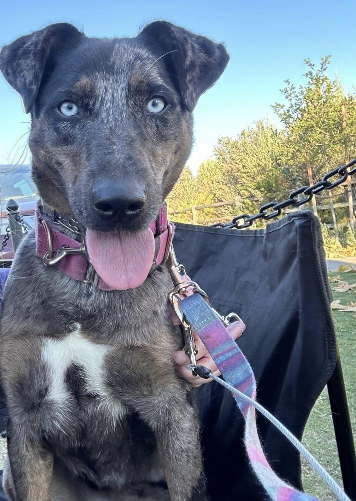 Enlarge Sabor, a Adoptable mixed breed in Jamul, CA image 5/6