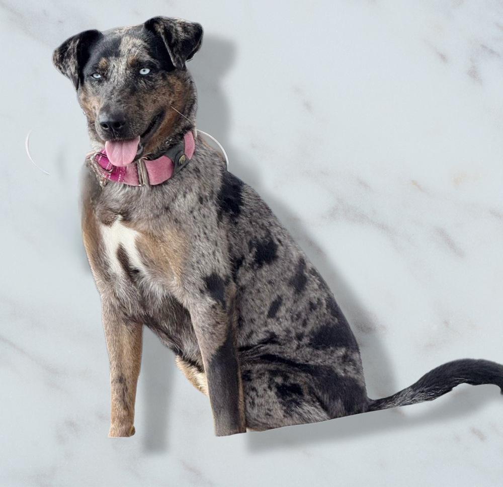 Enlarge Sabor, a Adoptable mixed breed in Jamul, CA image 6/6