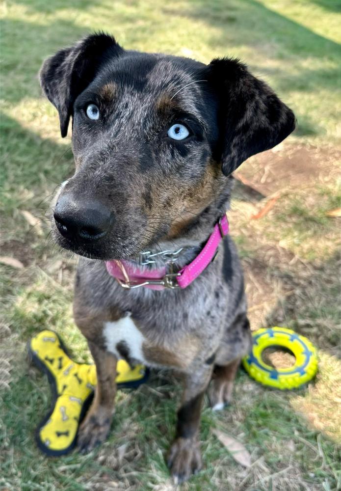 Enlarge Sabor, a Adoptable mixed breed in Jamul, CA image 6/6