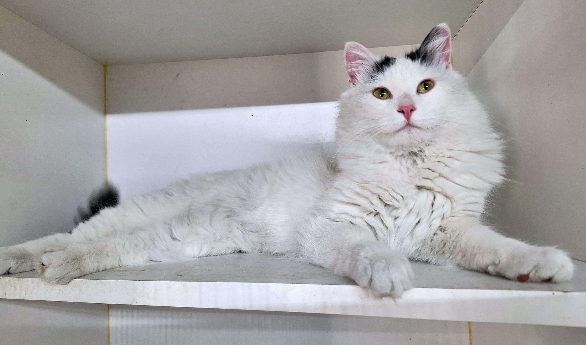 Benny, Adopted, Young Male Domestic Medium Hair.