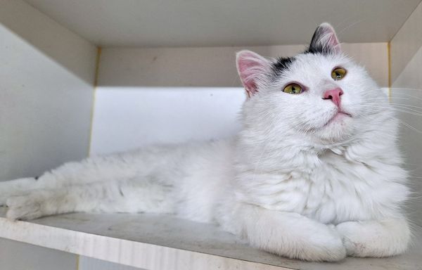 Benny, Adopted, Young Male Domestic Medium Hair.