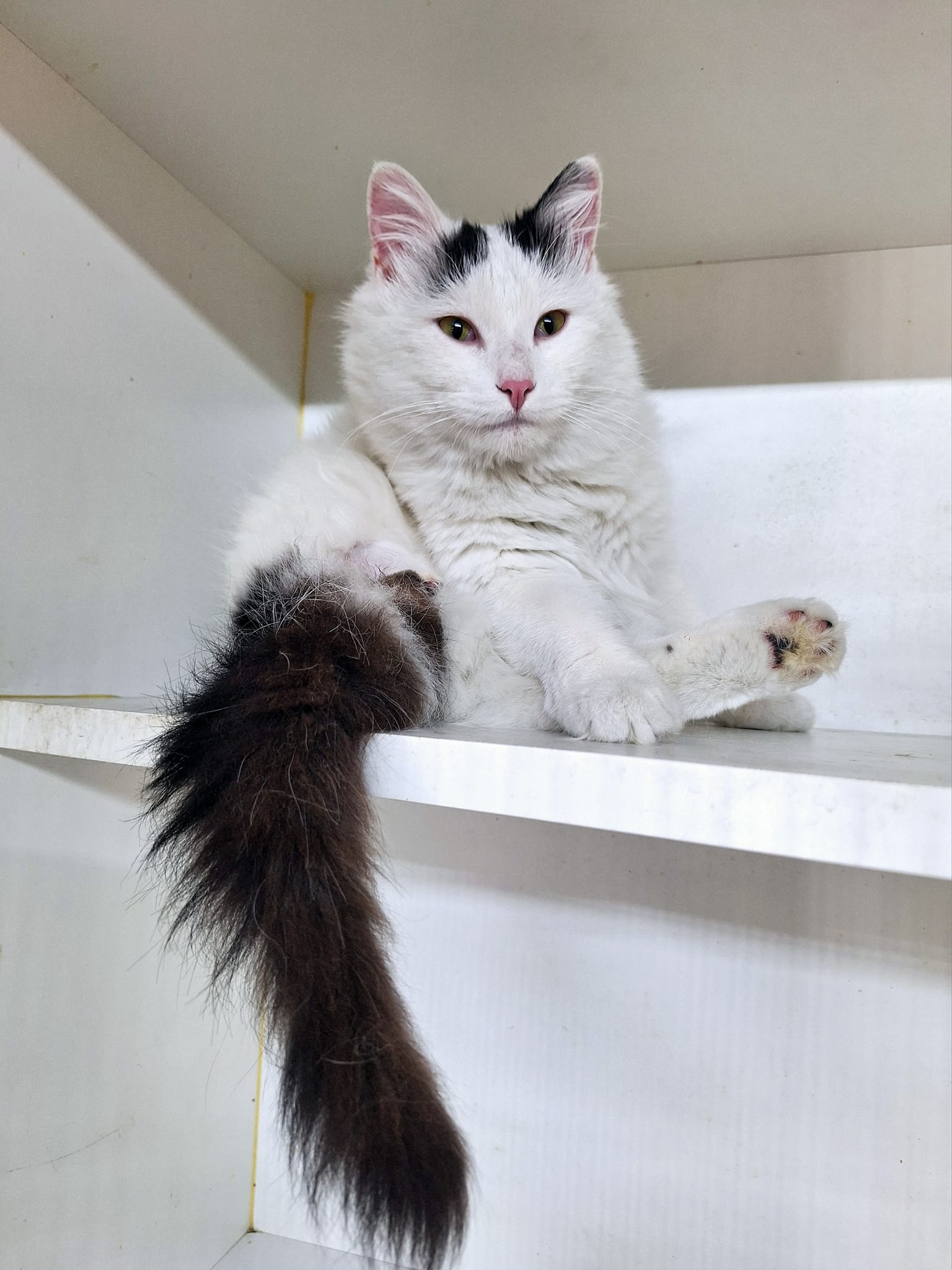 Enlarge Benny, a Adopted Domestic Medium Hair in Fargo, ND image 3/4