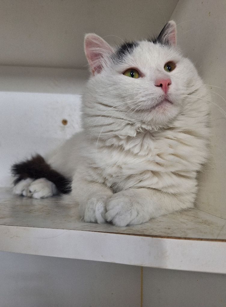 Enlarge Benny, a Adopted Domestic Medium Hair in Fargo, ND image 4/4