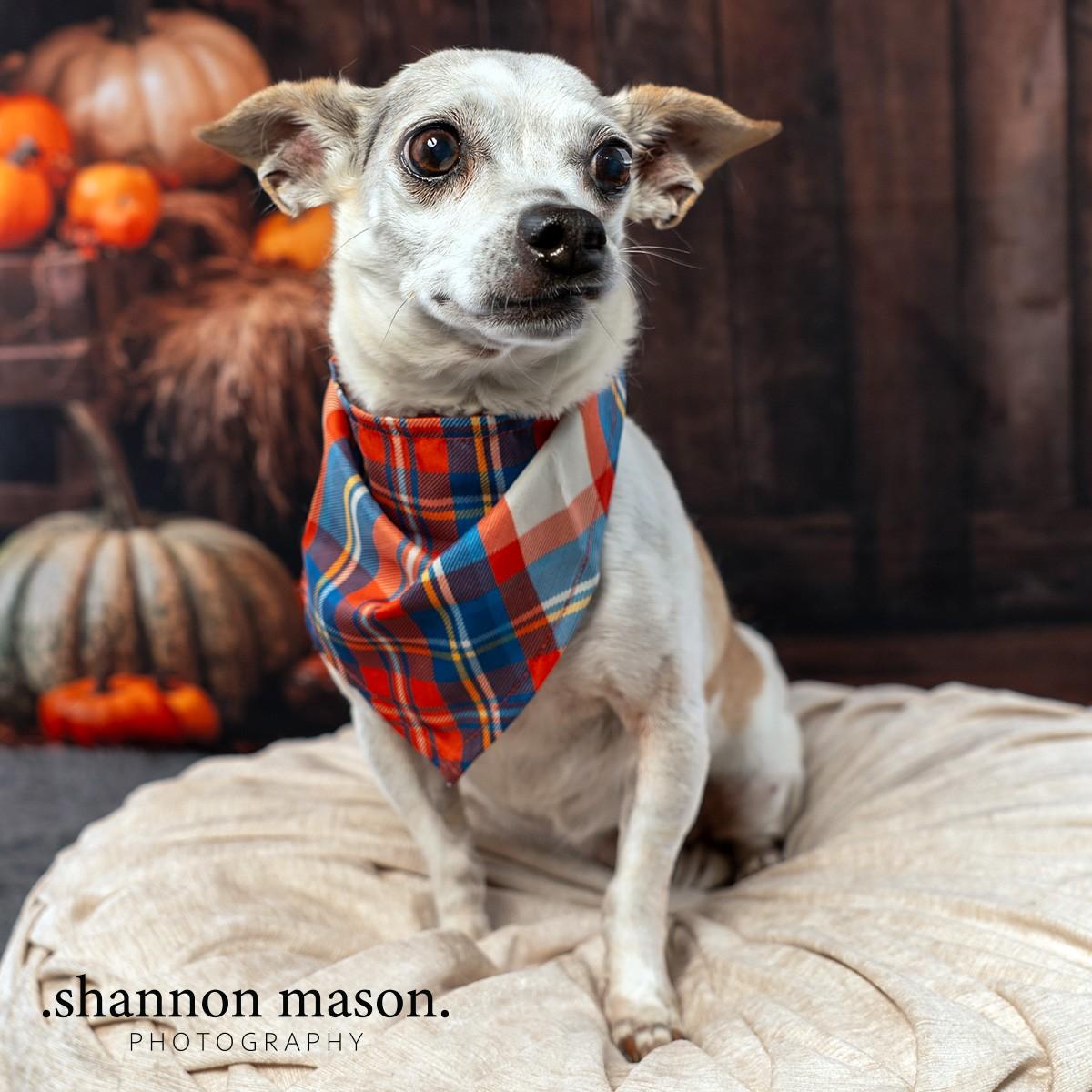 Rusty aka Royce, an adoptable Chihuahua in Las Vegas, NV, 89136 | Photo Image 2