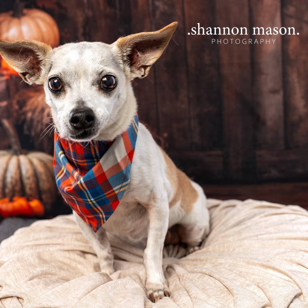 Rusty aka Royce, an adoptable Chihuahua in Las Vegas, NV, 89136 | Photo Image 1