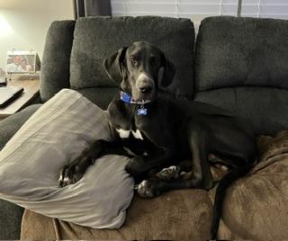 Enlarge Maverick, a ADOPTABLE Great Dane in Rochester, NY image 2/6