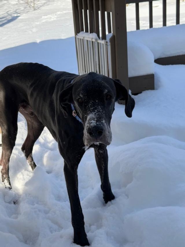 Enlarge Maverick, a ADOPTABLE Great Dane in Rochester, NY image 4/6