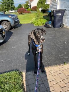 Enlarge Maverick, a ADOPTABLE Great Dane in Rochester, NY image 3/6