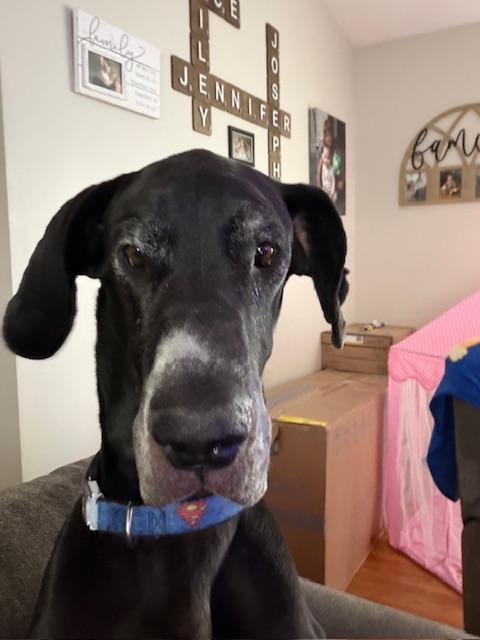 Enlarge Maverick, a ADOPTABLE Great Dane in Rochester, NY image 1/6