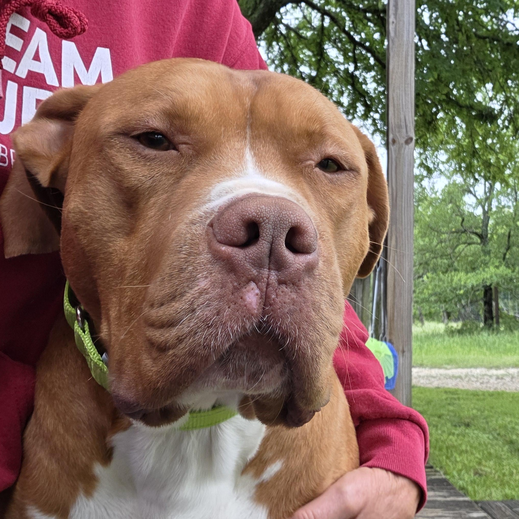 Enlarge ROWAN - Handsome and Heart Melting, a Adoptable Pit Bull Terrier in Granbury, TX image 3/6