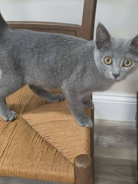 Jiffy, a ADOPTABLE Domestic Short Hair in Fulton, NY image 4/4