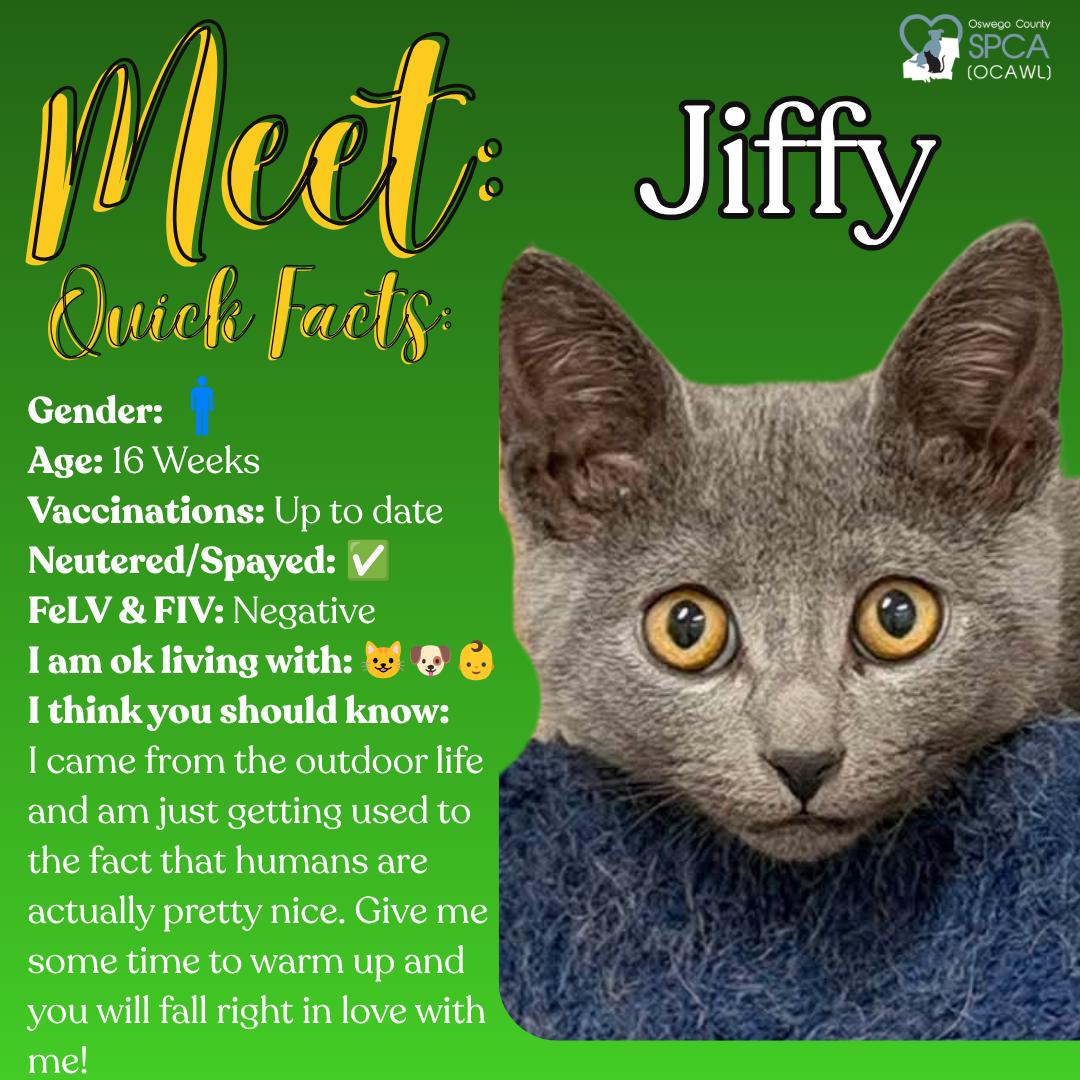 Jiffy, a ADOPTABLE Domestic Short Hair in Fulton, NY image 1/4