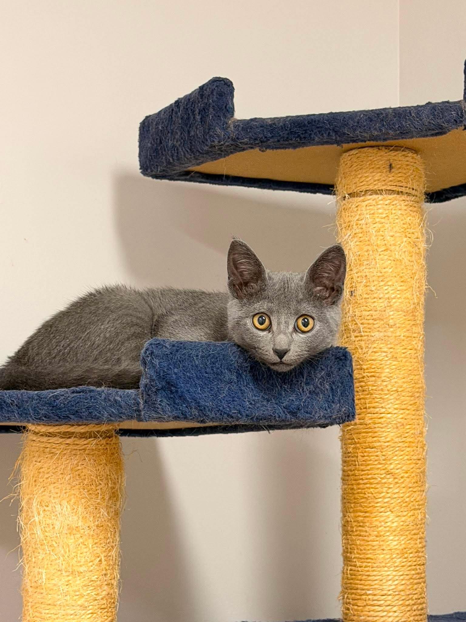 Jiffy, a ADOPTABLE Domestic Short Hair in Fulton, NY image 2/4