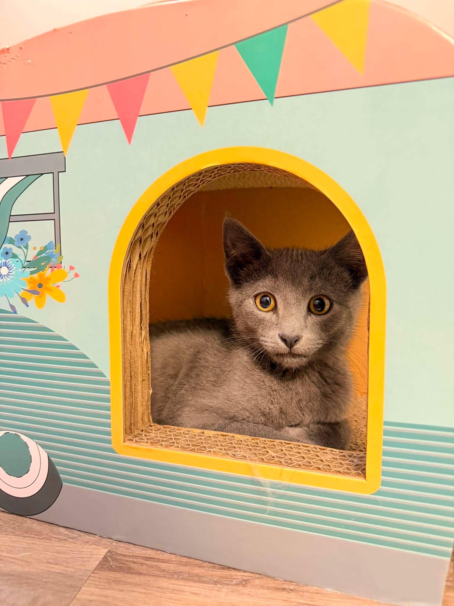 Jiffy, a ADOPTABLE Domestic Short Hair in Fulton, NY image 3/4