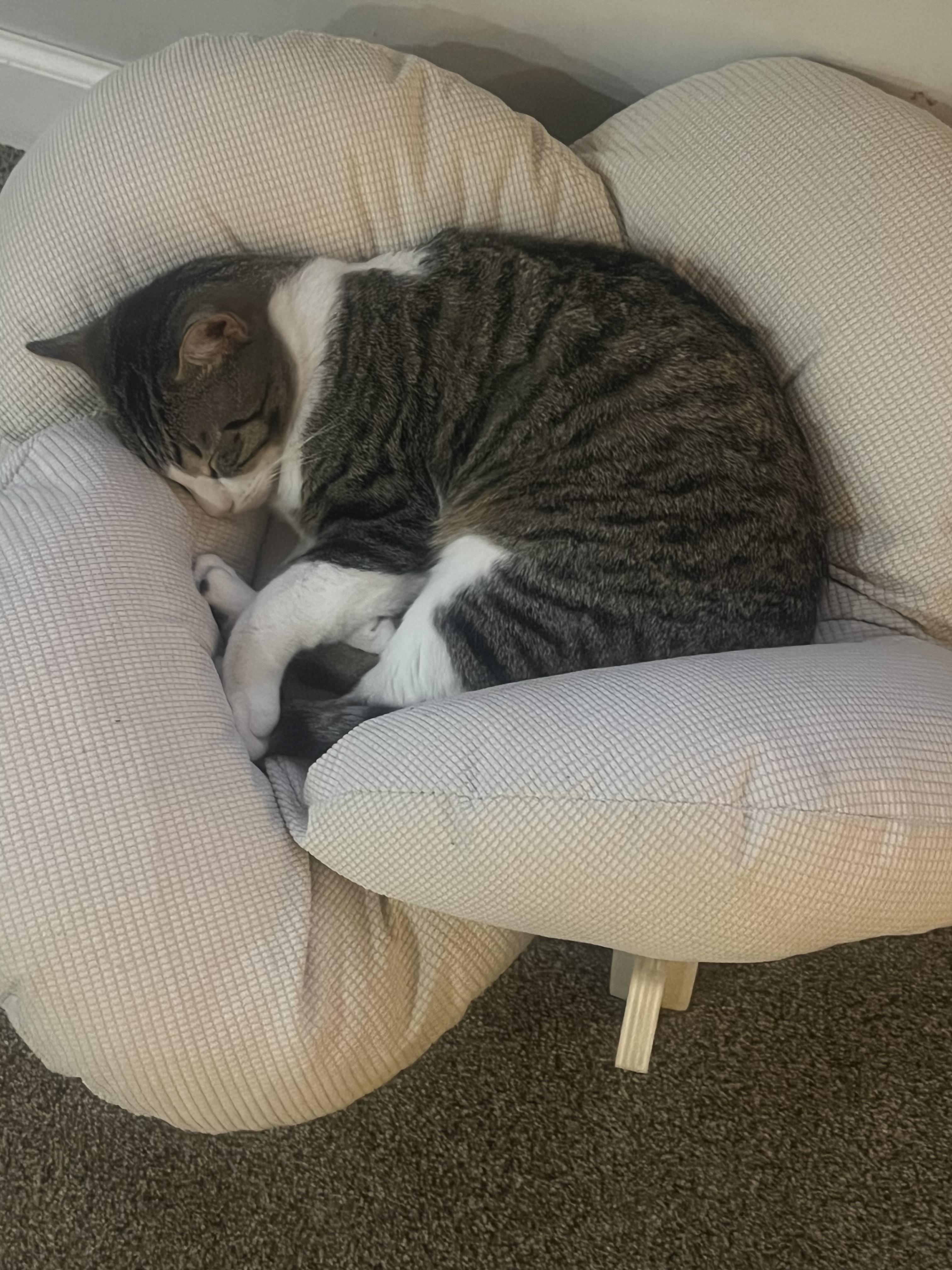 Cream puff, Adoptable, Young Male Domestic Short Hair.