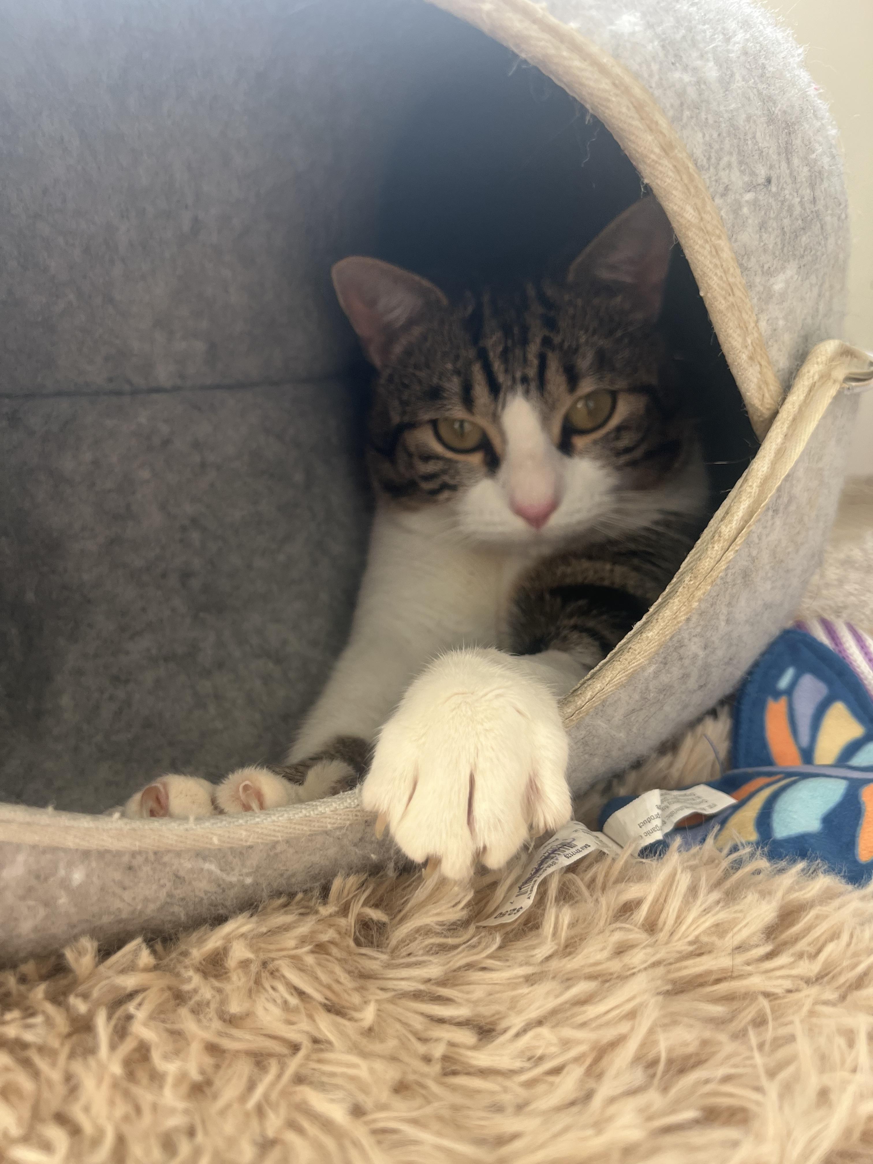 Enlarge Cream puff, a Adoptable mixed breed in Lockport, IL image 4/6