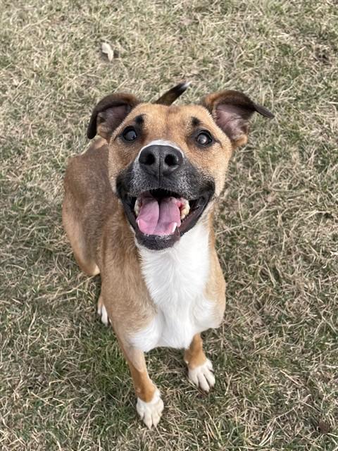 TIGGER, Adoptable, Young Male Labrador Retriever & Black Mouth Cur.