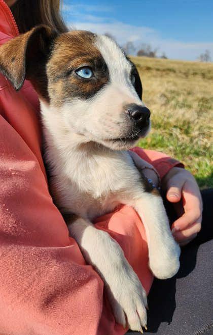 Enlarge Mallory, a Adoptable mixed breed in Wilkesboro, NC image 1/3