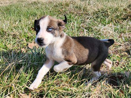 Enlarge Mallory, a Adoptable mixed breed in Wilkesboro, NC image 2/3