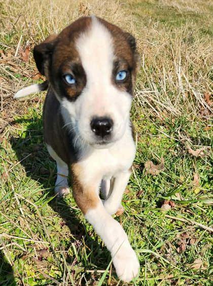 Enlarge Mallory, a Adoptable mixed breed in Wilkesboro, NC image 3/3