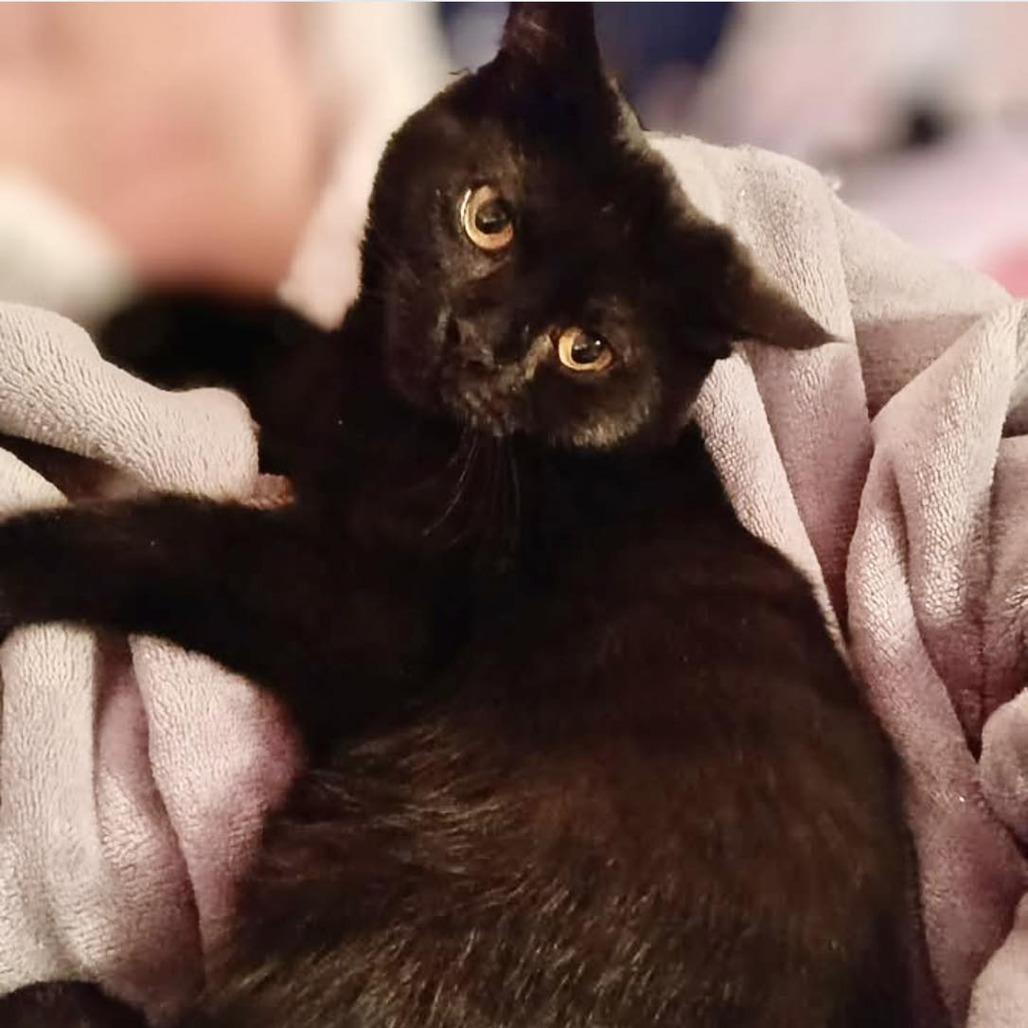 Sassy, Adoptable, Young Female Domestic Short Hair.