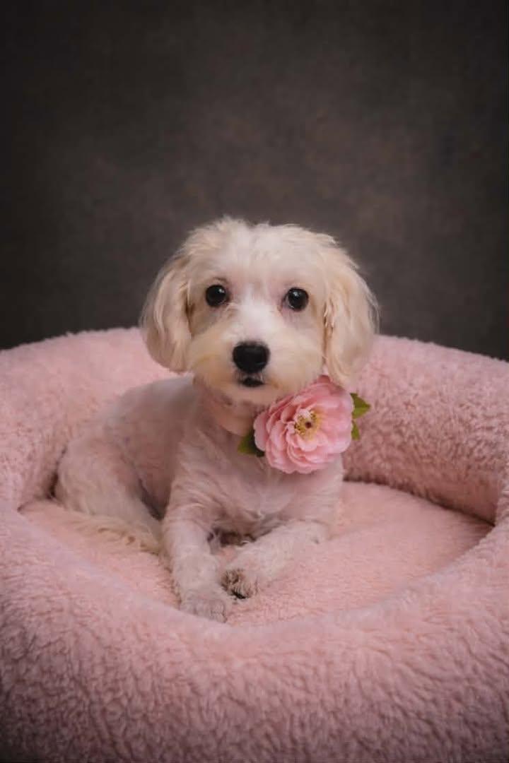 Monarch , adopted, Young Female Havanese & Miniature Poodle.