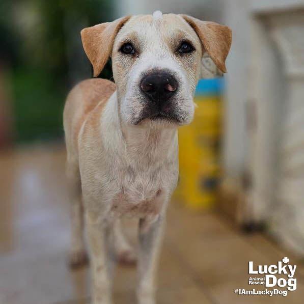 Enlarge Toad, a Adopted Labrador Retriever in Washington, DC image 1/3