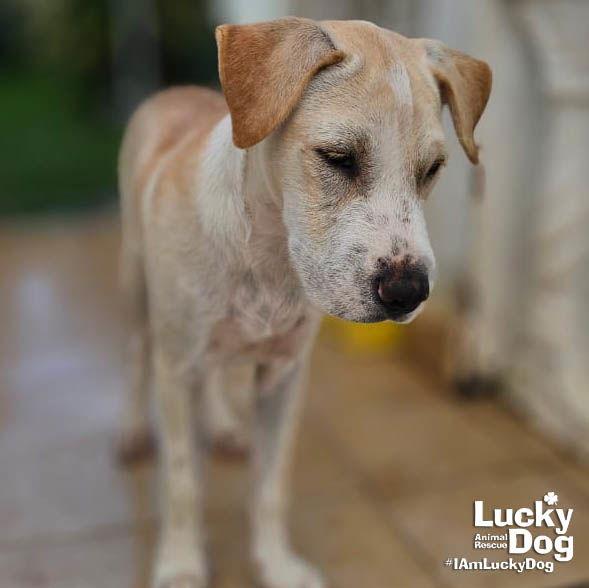 Enlarge Toad, a Adopted Labrador Retriever in Washington, DC image 2/3
